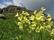 91Tanti fiori di primula maggiore (Primula elatior) al Passo di Grialeggio con sguardo indietro al Venturosa